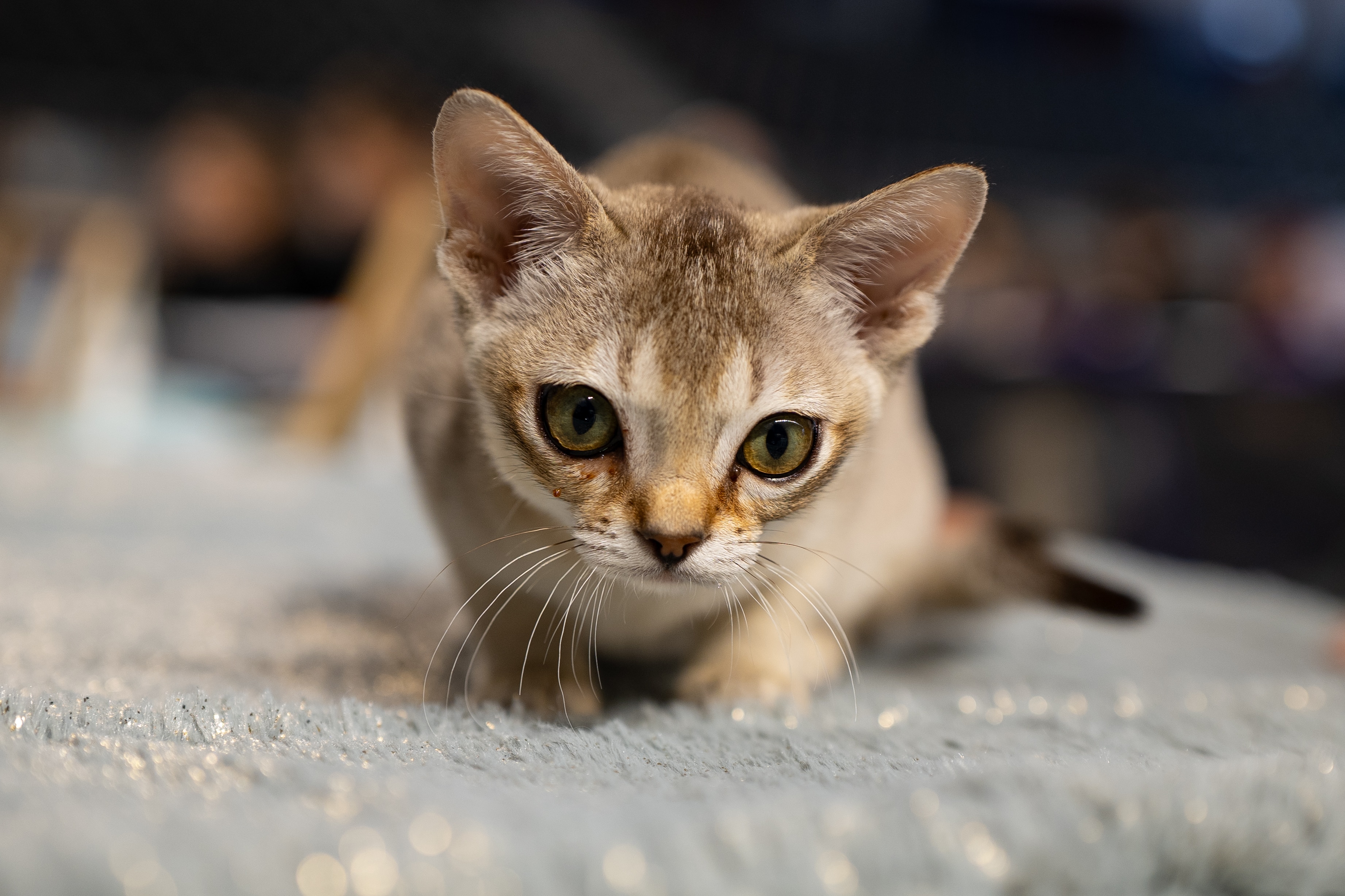 A close-up of a Singapura cat play-hunting in shallow focus.
